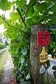 NiagaraOnTheLake023