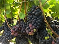 NiagaraOnTheLake025