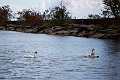 PortCredit001