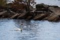 PortCredit002