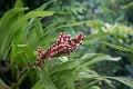 Fiji0015