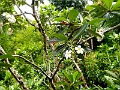 Fiji0017