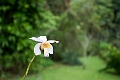 Fiji0018