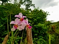 Fiji0019