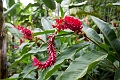 Fiji0020