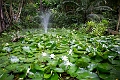 Fiji0021
