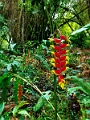 Fiji0028
