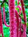 Fiji0029