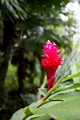 Fiji0032