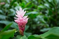 Fiji0033