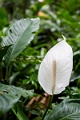 Fiji0034