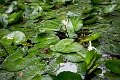 Fiji0039