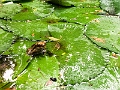 Fiji0040