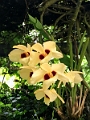Fiji0042