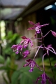 Fiji0043