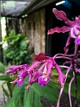 Fiji0044