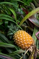 Fiji0045