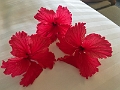 Fiji0088