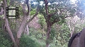 Fiji0166