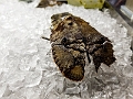 Fiji0231