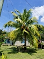 Fiji0307