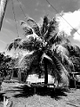 Fiji0308