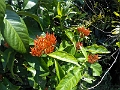 Fiji0311