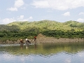 Fiji0347
