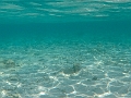 Fiji0449