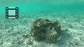 Fiji0457