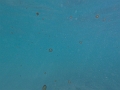 Fiji0497