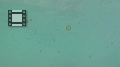 Fiji0498