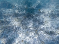 Fiji0501