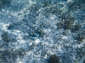 Fiji0505