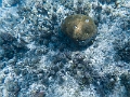 Fiji0506