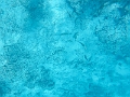 Fiji0558