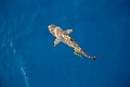 Fiji0591