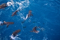 Fiji0593