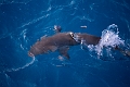 Fiji0594