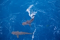 Fiji0595