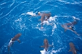 Fiji0596