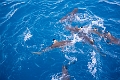 Fiji0597
