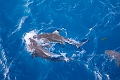 Fiji0599