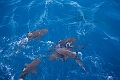 Fiji0601