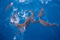 Fiji0602