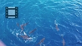 Fiji0604