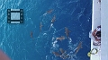 Fiji0605