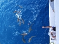 Fiji0606