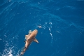 Fiji0607