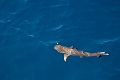 Fiji0608